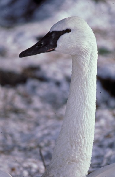trumpeter-swan-adult-profile