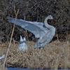 trumpeter-swan-juvenile-with-wings-out