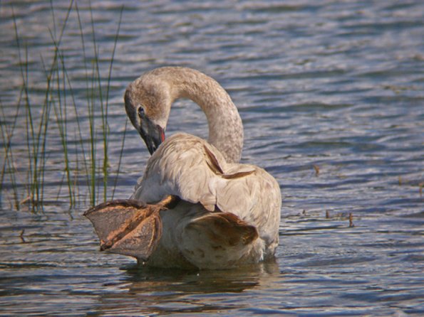 SAMSUNG DIGITAL CAMERA