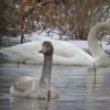 trumpeter-swan-with-cygnet