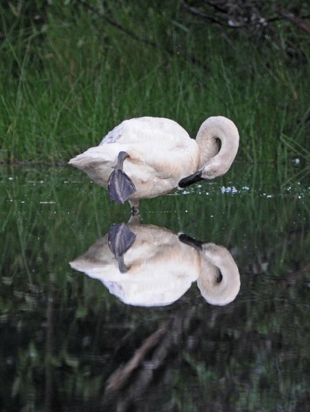 trumpeter-swan-with-reflection