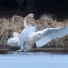 trumpeter-swans-at-intelligent-1200-zoom