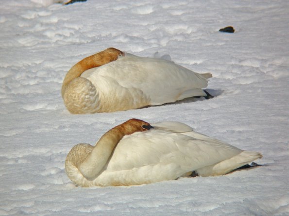 SAMSUNG DIGITAL CAMERA