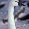 tundra-swan-profile