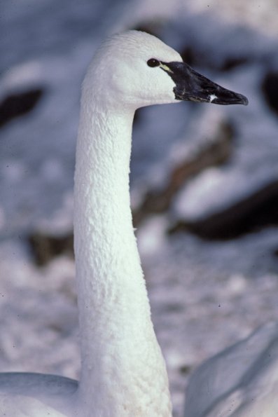 tundra-swan-profile
