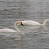 tundra-swans-feeding-mendenhall-river