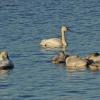 tundra-swans-parents-and-six-sleeping-young