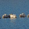 tundra-swans-parents-with-six-young
