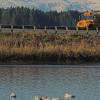 tundra-swans-twin-lakes-october