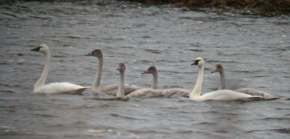 tundra-swans-with-cignets