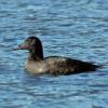 white-winged-scoter-female-modified