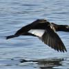 white-winged-scoter-male-in-flight_1317253423