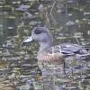 wigeon-at-Nancy-Street-Wetland