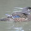 wood-duck-adult-female