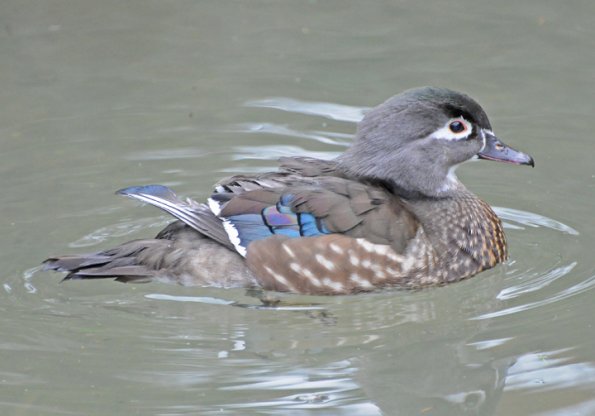 wood-duck-adult-female