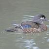 wood-duck-female-portland-zoo-