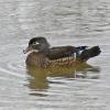 wood-duck-female
