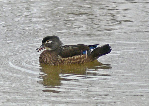 wood-duck-female