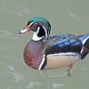 wood-duck-male-portland-zoo-