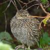 Sooty-Grouse-chick-July-12-2015-Juneau