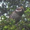 blue-grouse-male-hooting-in-juneau-1