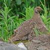 blue-grouse-with-young-under-wing-modified