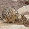 rock-ptarmigan-and-chick