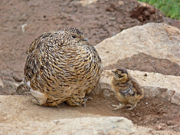 rock-ptarmigan-and-chick