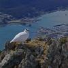 rock-ptarmigan-and-juneau