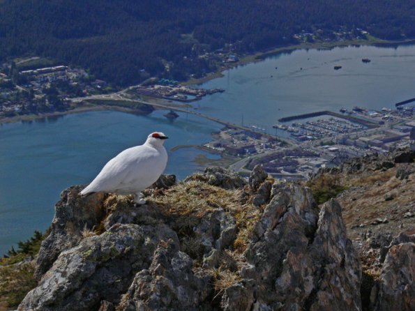 rock-ptarmigan-and-juneau