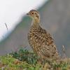 rock-ptarmigan-chick-juneau