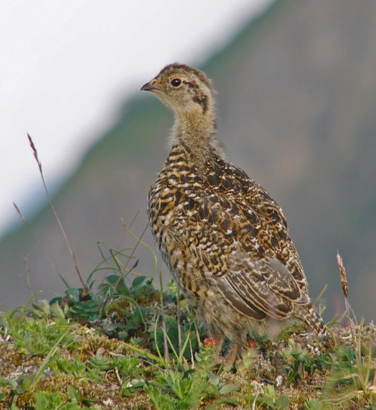 rock-ptarmigan-chick-juneau