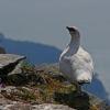 rock-ptarmigan-dirty