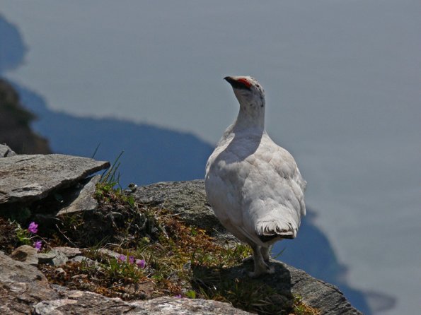 rock-ptarmigan-dirty