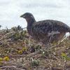 rock-ptarmigan-female-eating-cooley-s-buttercup-blossoms_1371169325