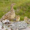 rock-ptarmigan-female-with-chicks