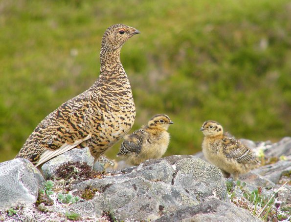 rock-ptarmigan-female-with-chicks