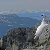 rock-ptarmigan-male-and-chilkat-mts