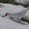 rock-ptarmigan-male-feeding