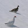 rock-ptarmigan-male-lower-and-female