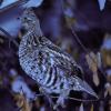 ruffed-grouse