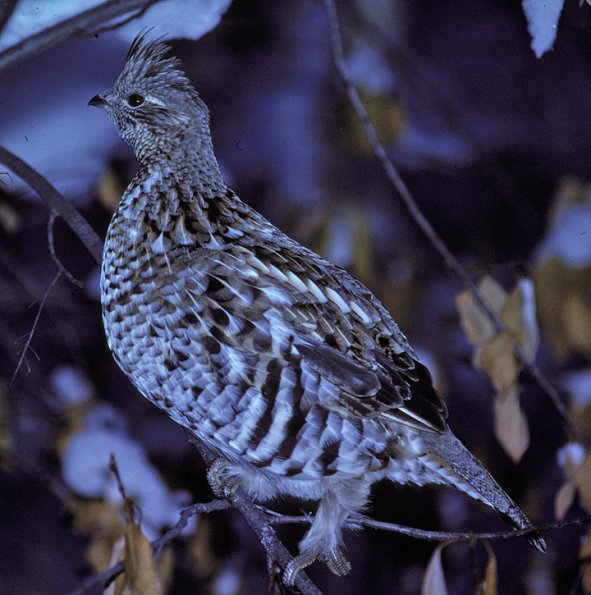 ruffed-grouse