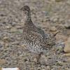 sharp-tailed-grouse