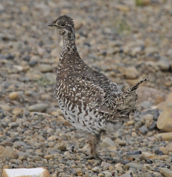 sharp-tailed-grouse