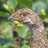 sooty-grouse-female-portrait