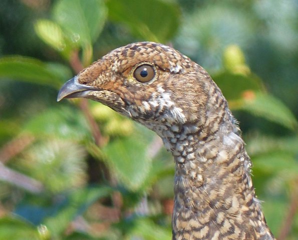 sooty-grouse-female-portrait