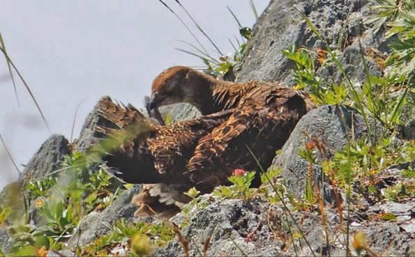 sooty-grouse-female-preening