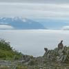 sooty-grouse-female-with-chick-alpine