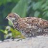 sooty-grouse-juvenile