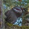 sooty-grouse-male-hooting-amongst-the-lichens